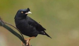 吃瓜少女八哥视频大全免费观看,全网热门！吃瓜少女八哥视频大全免费畅享